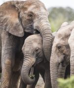 Gajah Berevolusi Lahirkan Bayi Tanpa Gading Karena Perburuan Ilegal