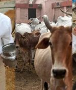 Percaya atau nggak, seorang dokter asal India percaya bahwa memakan kotoran sapi bisa bikin sehat. Ia bahkan merekam aksi tersebut di depan kamera.